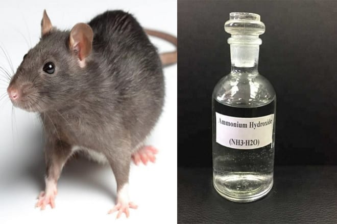 Cách đuổi chuột trong nhà bằng amoniac