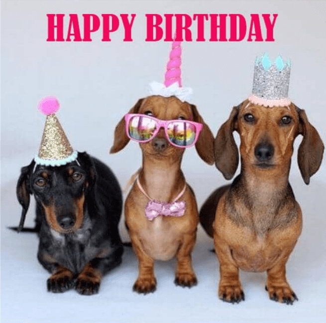 anh sinh nhat vui ve cho meo