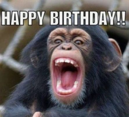 Hình ảnh về sinh nhật ngộ nghĩnh của chú khỉ