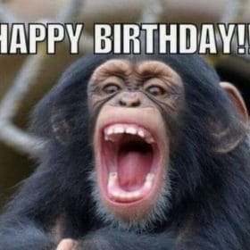 Hình ảnh về sinh nhật ngộ nghĩnh của chú khỉ