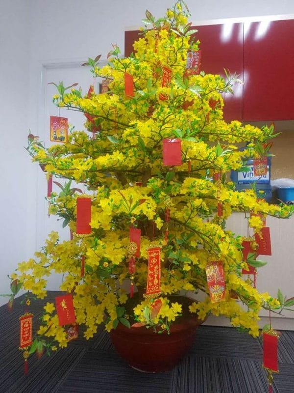 Trang trí với cây hoa