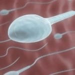 Tinh trùng sống trong tử cung được bao lâu?