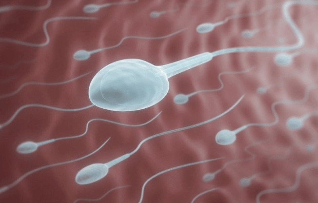 Tinh trùng sống trong tử cung được bao lâu?  - đầu tiên