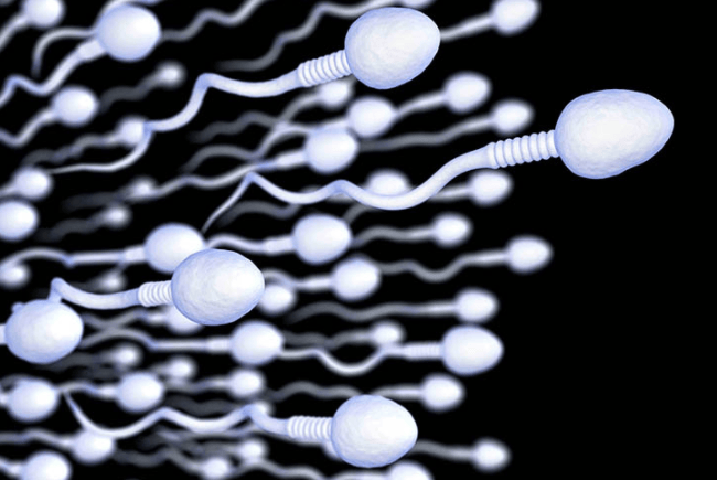 Tinh trùng sống trong tử cung được bao lâu?  - 3
