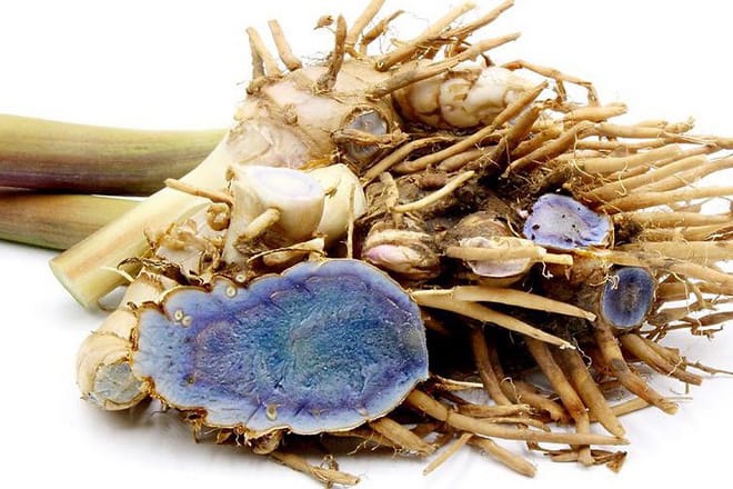 Một cây crocus đen