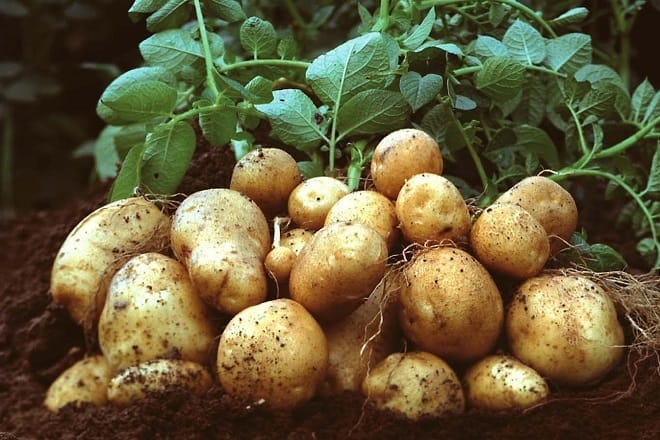 Top 4 cách làm khoai tây chiên giòn ngon mà trẻ nhỏ và cả gia đình yêu thích Khoai tây tươi ngon