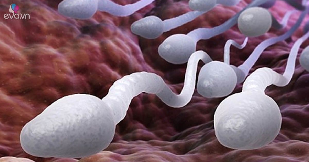 Sau khi thắt ống dẫn tinh, tinh trùng sẽ đi đâu? av 1579577111 570 width1200height628 watermark
