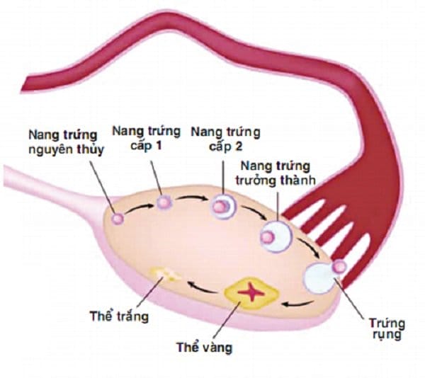 Cách tính chu kỳ rụng trứng phụ nữ nên biết - 3