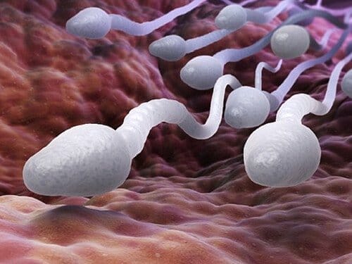 Sau khi thắt ống dẫn tinh, tinh trùng sẽ đi đâu?  - 3