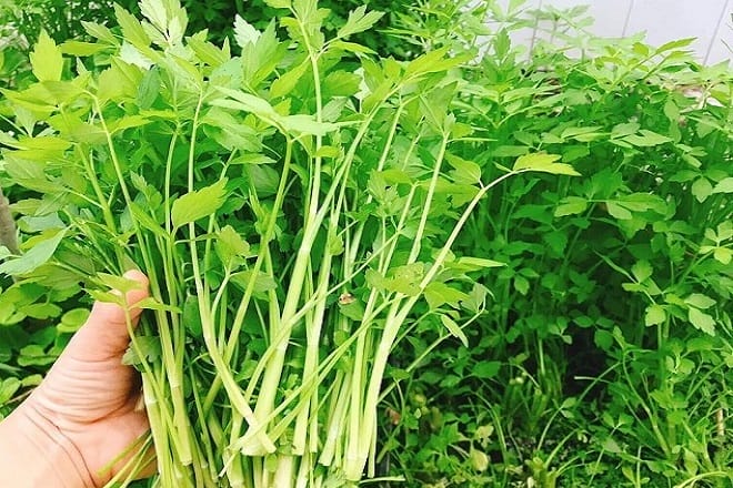 Top 3 món thịt bò xào dễ làm nhất cho người mới ăn lần đầu Rau việt nam