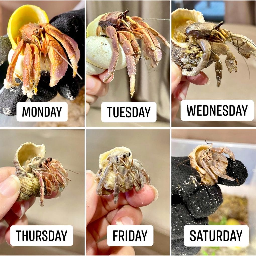 Sau khi nuôi ba ba, họ chuyển sang nuôi những con vật cưng lạ. Ba nhóc tỳ nhà Tía Liễu khiến mọi người bật cười với cái tên thú cưng - Ảnh 3. Sau khi nuôi ba ba, họ chuyển sang nuôi những con vật cưng lạ. Ba nhóc tỳ nhà Tía Liễu khiến mọi người bật cười với cái tên thú cưng - Ảnh 3.