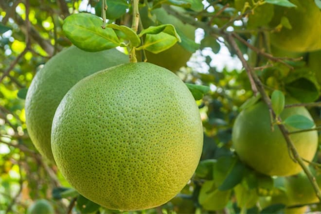 Cách làm mứt vỏ bưởi đơn giản, thơm ngon, không bị đắng buoi qua