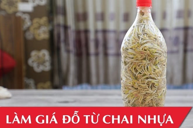 làm giá đỗ xanh trong chai nhựa