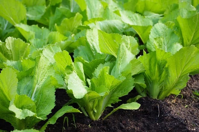 Bắp cải là gì?