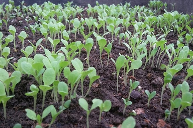 230196 cach gieo hat cai don gian